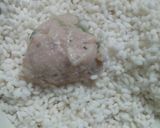 大葉入り＊えびと豆腐のシュウマイ作り方7写真