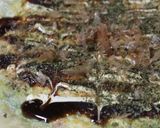 春のランチに！ツナ菜の花のお好み焼き作り方7写真