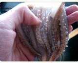 イカの*ｽﾀﾐﾅ炒め作り方1写真