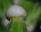 花かぶあんかけ作り方3写真