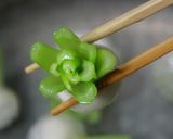 花かぶあんかけ作り方22写真