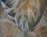 花かぶあんかけ作り方17写真