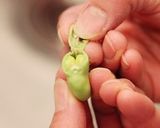 春野菜とアンチョビ、パルミジャーノサラダ作り方3写真
