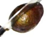 アボガドの刺身作り方1写真