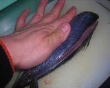 パパママ必見！簡単で豪華なアジの姿造り！作り方10写真