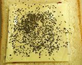 ﾌﾗｲﾊﾟﾝで豚トマチーズhotサンド♪作り方3写真
