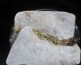 ぶりのてりてり焼き作り方3写真