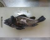 ムラソイの煮付け作り方2写真