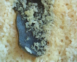 おもてなしの〆に！絶品しょうがご飯作り方4写真