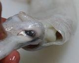 いかとわたのパエリア作り方11写真