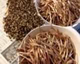 お酒のつまみに!シャキッと☆つくし炒め作り方7写真