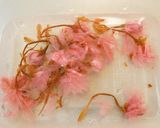 ふんわり春の香り☆桜のロールケーキ作り方2写真