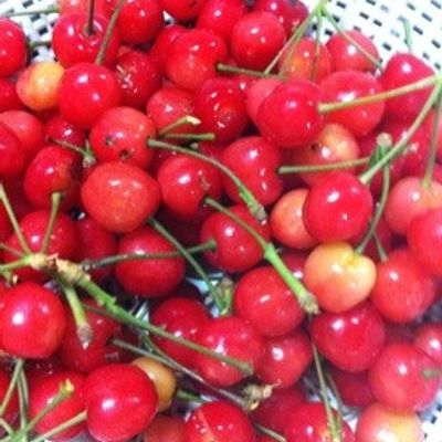 サクランボ漬け♪ by 春桜…♡ 【クックパッド】 簡単おいしいみんなの