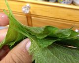 トマトとしそのサラダ漬け作り方13写真