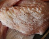 漬けて焼くだけ♪鶏のナンプラーレモン焼き作り方2写真