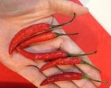 フロリダの辛ぃ!砂肝、酒のツマミ作り方4写真