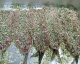 いわしのチーズ入りパン粉焼き作り方8写真
