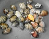 ナンプラーで☆あさりと水菜のボンゴレ作り方3写真