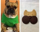 簡単☆かわいい☆ブヒブヒクッキー作り方12写真