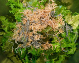わさび菜と焼き海苔の簡単おつまみ作り方2写真