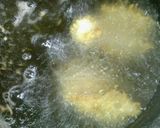 晩ごはんに。普通のカキフライ作り方3写真
