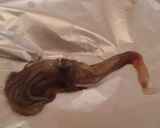 烏賊のゴロ焼作り方1写真
