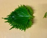 大葉香る♪つくね風豆腐ハンバーグ作り方4写真
