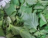 青紫蘇大量消費秘策作り方1写真
