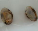 あさりの炊き込みご飯作り方4写真