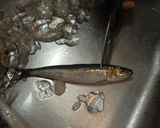 愛知の魚100選　マイワシの酢じめ作り方2写真