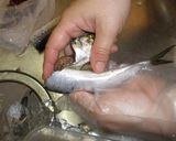 愛知の魚100選　マイワシの酢じめ作り方3写真