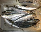 愛知の魚100選　マイワシの酢じめ作り方1写真