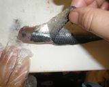 愛知の魚100選　マイワシの酢じめ作り方6写真