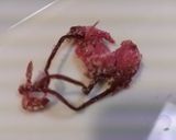 春を味わう桜とキャベツの浅漬け作り方2写真