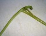 さつま芋の茎の炒め煮作り方2写真