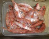 愛知の魚100選　ユメカサゴの塩焼作り方1写真