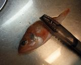 愛知の魚100選　ユメカサゴの塩焼作り方2写真