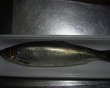 ニシンのお鮨ですし作り方1写真