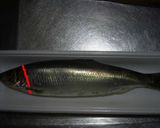 ニシンのお鮨ですし作り方3写真