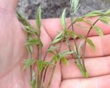 藤の芽の胡麻和え作り方1写真
