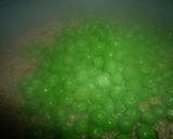 発芽玄米で炊く豆ごはん　京都カフェ作り方9写真