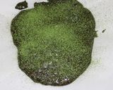 抹茶あずきのタフィー作り方7写真