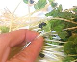 あと1品に☆オクラの新芽と豆腐の卵とじ作り方1写真