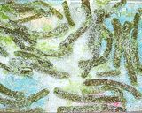 ★お茶請けにぴったり♪蕗の砂糖漬け★作り方15写真