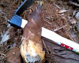 掘りたて焼きたけのこ作り方1写真