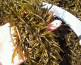 生ひじき作り方19写真