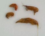 生ひじき作り方5写真