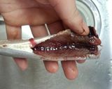 mいわしの蒲焼き(手開きの方法)作り方3写真