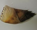 生たけのこの下ゆで作り方1写真