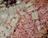 ちっちゃいアミ海老のパスタ作り方10写真